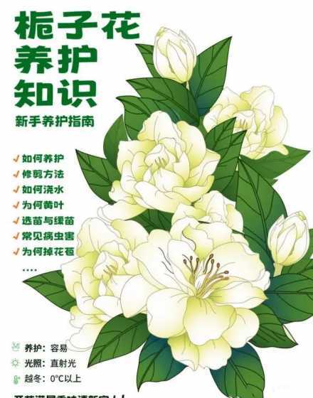 栀子花树怎么养怎么养 栀子花怎么繁殖及养护