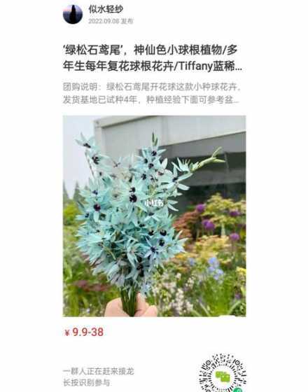 绿松石鸢尾种子怎么种 绿松石小鸢尾的花语是什么