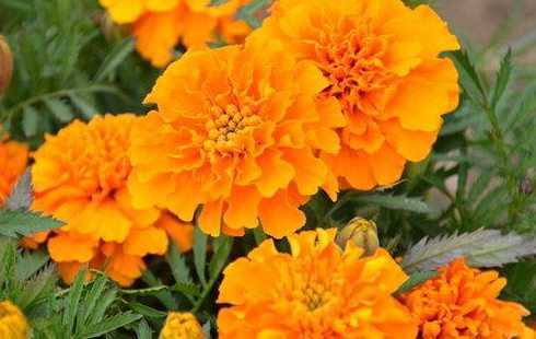 孔雀草花长得什么样子 这是什么花草