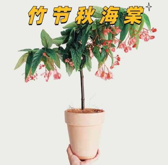 竹节秋海棠为什么叫花 竹节秋海棠的花语_竹节秋海棠的花语是什么