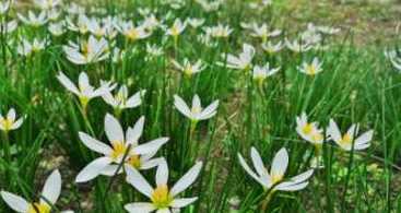 白花葱兰一斤有多少株 白花葱兰生长特性(葱兰花的种植方法和时间)