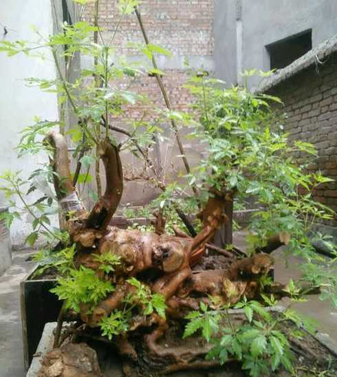 盆景老桩根部怎么处理 金银花老桩盆景如何养