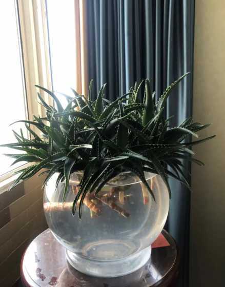 水培芦荟怎么养长得好 水培芦荟怎么养才能更旺盛