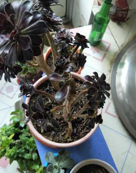 法师叶片少是什么原因 法师多肉叶片焦脆干枯是什么原因 要怎么处理