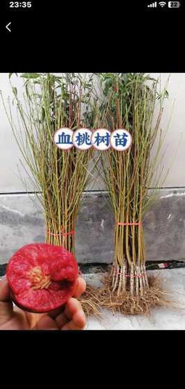 桃嫁接红梅能够活多久 桃砧木梅可以活多少年