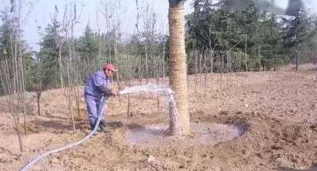 大树移栽应该注意什么 夏季移栽大树的注意事项有哪些