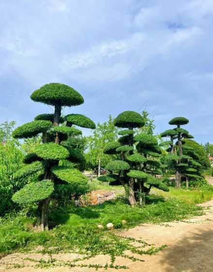 对节白蜡庭院哪个方位 别墅庭院用对节白蜡树怎么样