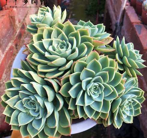 天鹅戒植物冬天怎么养 植物天鹅蛋种植技术、