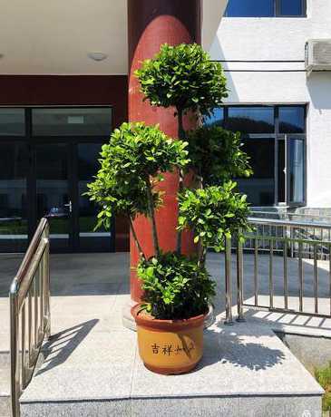 公司门口易放什么盆景 公司前台门口适合放什么绿植
