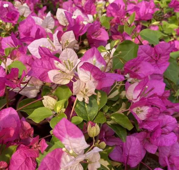 双色三角梅是什么品种 三角梅最美的品种