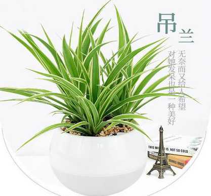 吊兰的净化功能是什么 吊兰放在室内可以净化空气吗