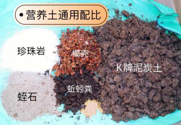 南方养花怎么配置花土 南方阳台养什么花和植物好 南方阳台养花选择