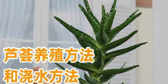 芦荟能浇花吗怎么浇水 描写芦荟的作文