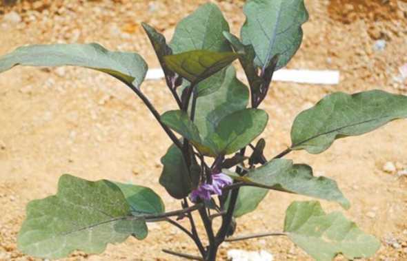 广州什么季节育茄子苗 茄子苗几月份种植合适
