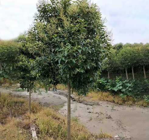 大叶女贞苗多少钱一颗 大叶女贞种子育苗技术