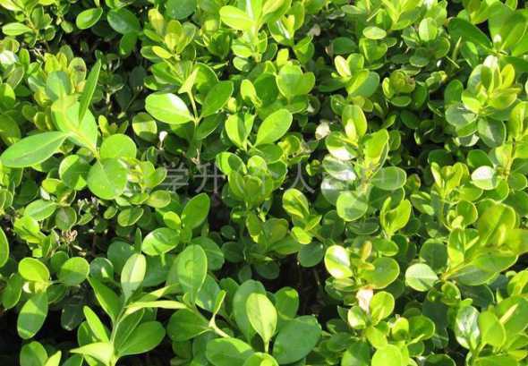 冬青种植每平米多少棵 用冬青当围墙种植密度多少