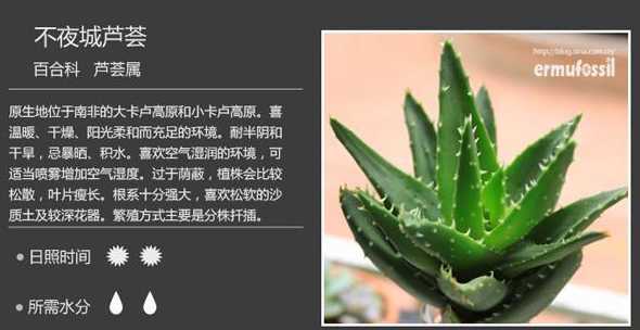 玫瑰芦荟多肉怎么养殖 粉蔓多肉怎么养
