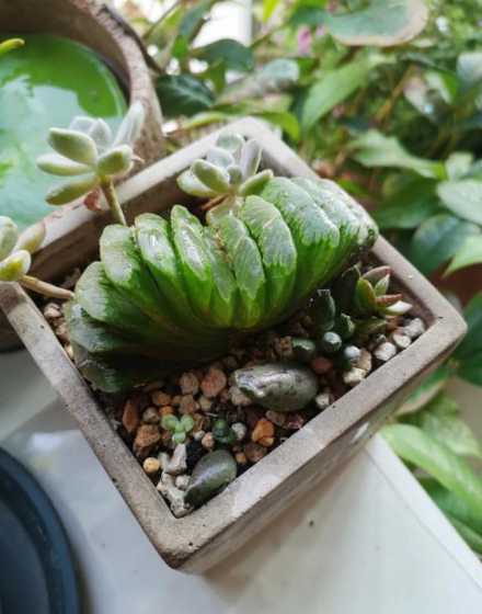 玉扇适合什么季节生长 玉扇的四季养护方法