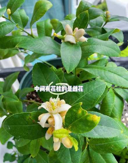 怎么样促使柠檬树开花 怎么让柠檬树开花