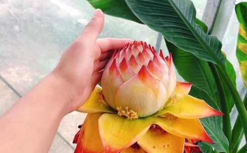 地涌金莲多少年开一次 地涌金莲种植几年开花