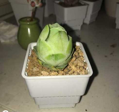 山地玫瑰鸡蛋怎么繁殖 多肉鸡蛋玫瑰怎么繁殖