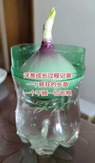 洋葱发芽水培怎么种植 洋葱发芽了怎么种盆栽
