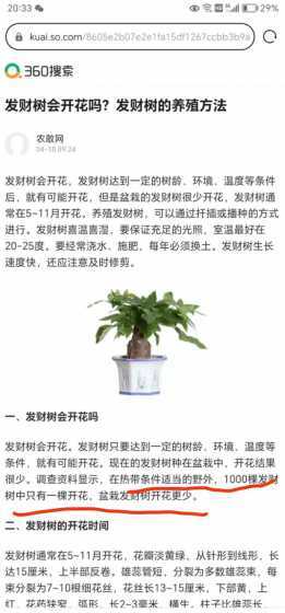 小发财树怎么养长的高 小发财树能养大吗