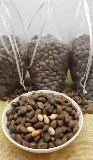 松子是怎么样种一植的 松子怎么种植方法