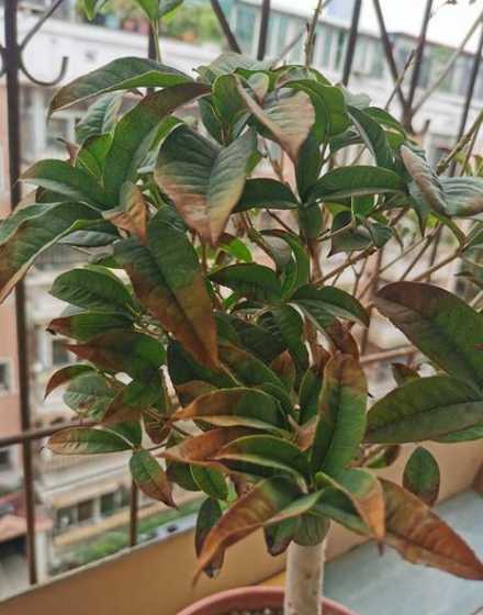 桂花叶子干枯怎么补救 桂花树干枯怎么补救