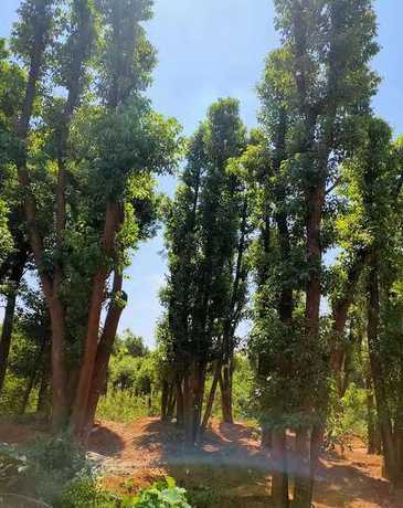 湖南种什么树长的最快 湖南适合种植什么树