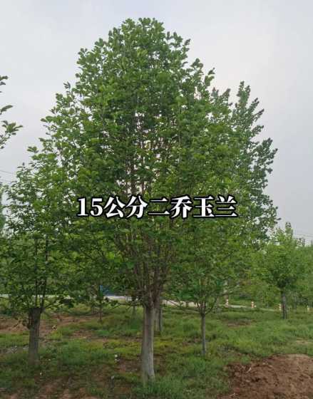 二乔玉兰树多少钱一棵 户外种的二乔玉兰树叶发黄枯萎什么原因