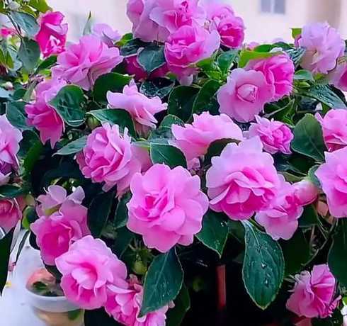 室内盆栽凤仙花怎么养 室内凤仙花怎么养_室内凤仙花养殖方法