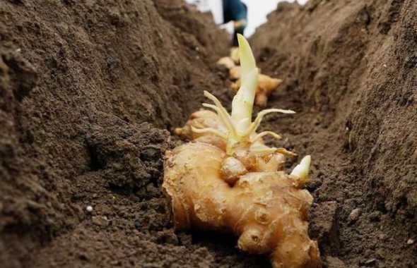 姜怎么繁殖姜怎么种植 生姜用什么繁殖