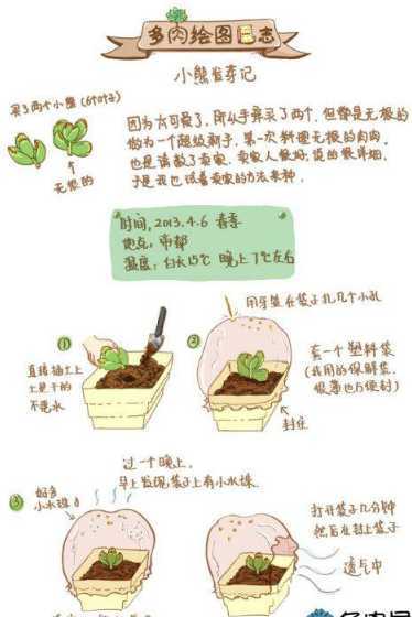 怎么多肉叶子快速发芽 多肉叶片怎么快速出芽