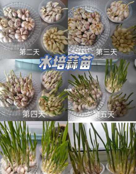 蒜苗在水中怎么长得快 水培蒜苗的具体步骤,蒜苗可以在水中养殖吗