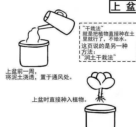 为什么移栽一定要浇水 移栽后的植物需要及时浇水呼吸作用