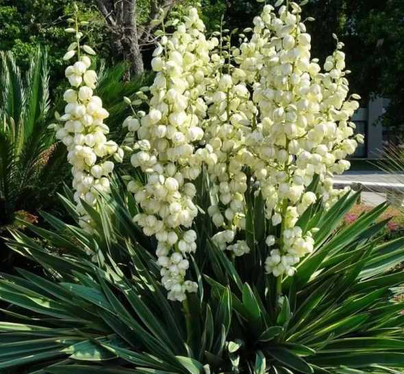 丝兰的叶子有什么特征 丝兰叶子太多怎么处理