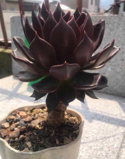 多肉植物黑王子怎么养 黑王子怎么养多肉