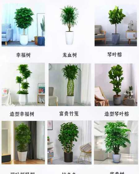 办公室花卉租赁花卉租摆 办公室植物到底是买还是租好