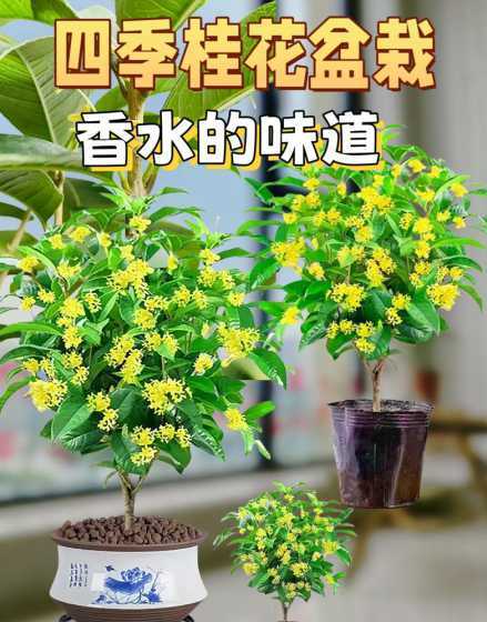 地栽桂花什么季节移盆 桂花树什么季节移栽