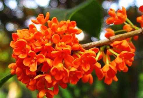 红红的桂花是什么品种 红色的桂花是金桂还是丹桂 红色的桂花是什么品种