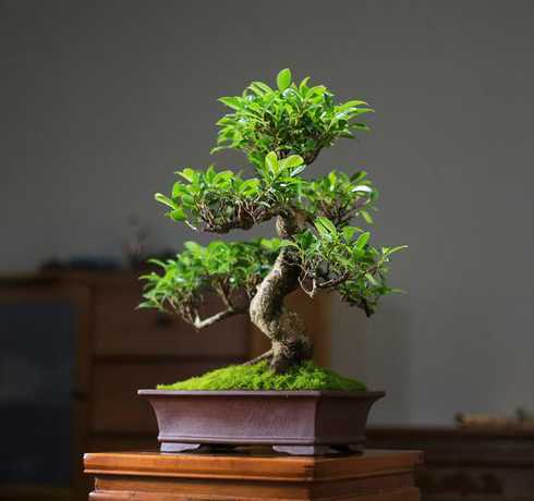 小叶榕树盆景配什么草 小叶榕移植的技术要点是什么