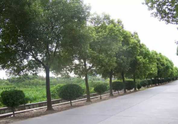 公路常绿行道树有哪些 常绿行道树有哪些