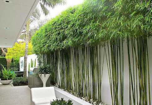 别墅种什么品种竹子好 别墅庭院种什么品种的竹子好