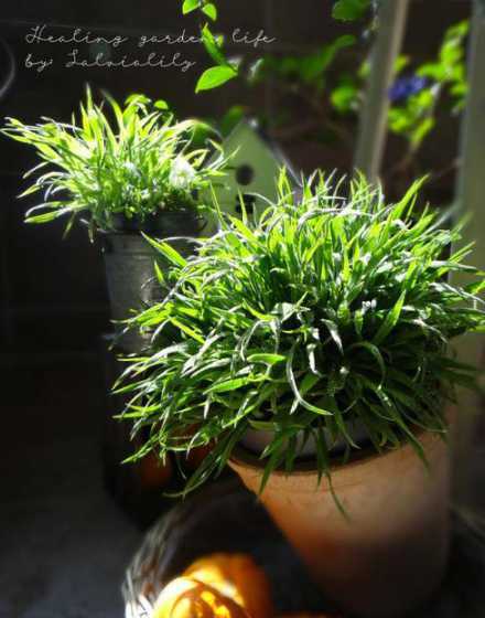 小盆栽可以种什么原因 为什么有人说不能大盆栽小花原因是什么呢