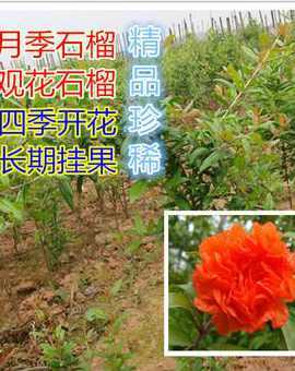 月季石榴种子怎么种植 月季石榴的养殖方法,你有哪些了解呢