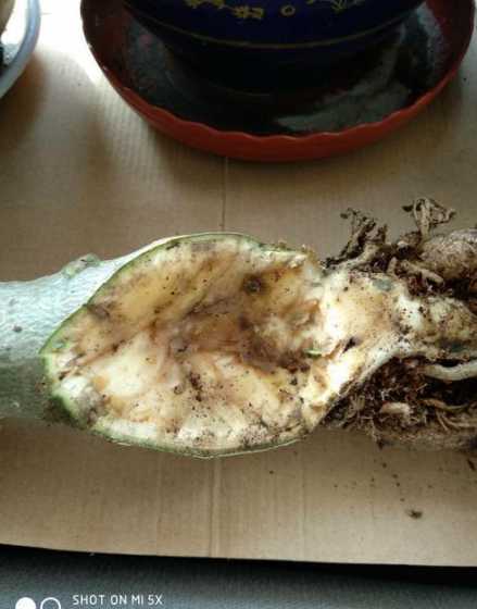 沙漠玫瑰根部为什么烂 沙漠玫瑰茎部发软是什么原因(茎干软软的腐烂是怎么回事)
