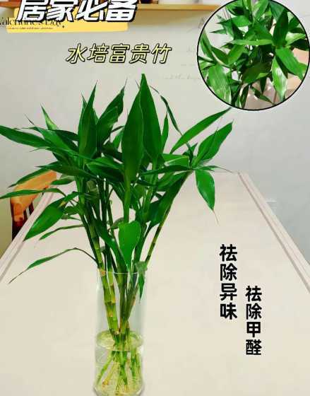 水培富贵竹冬天怎么养 水养富贵竹冬天怎么养不会死