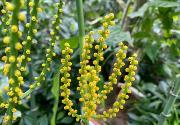 怎么选袖珍椰子花植物 袖珍椰子打开花后怎么养(袖珍椰子树开花怎么办)