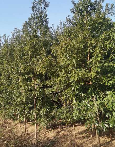金丝楠木苗多少年长成 金丝楠木人工种植多久